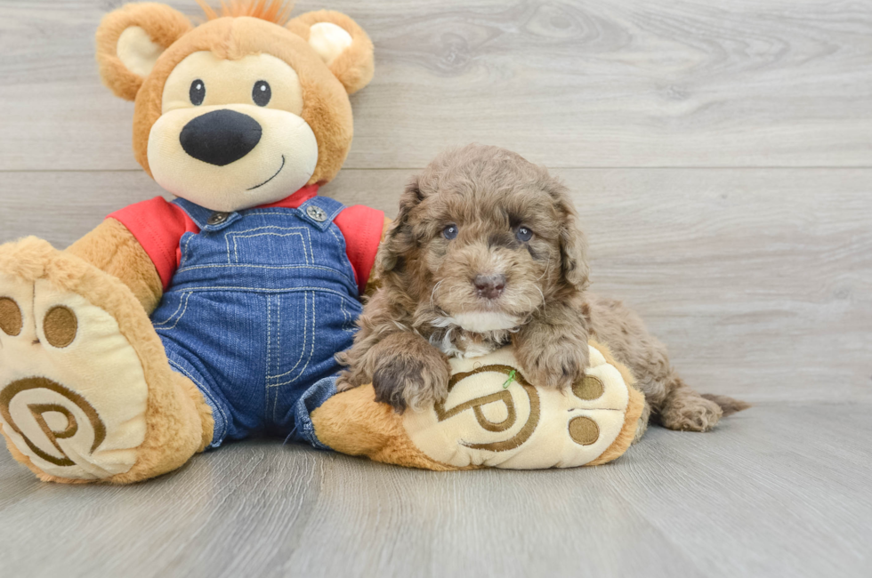 6 week old Mini Goldendoodle Puppy For Sale - Puppy Love PR