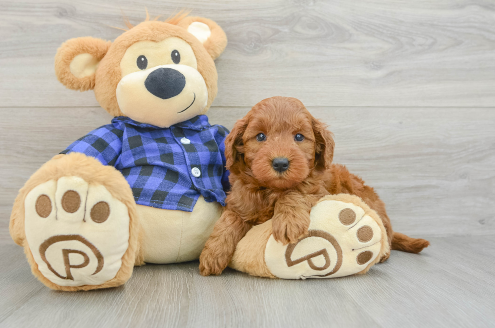 6 week old Mini Goldendoodle Puppy For Sale - Puppy Love PR