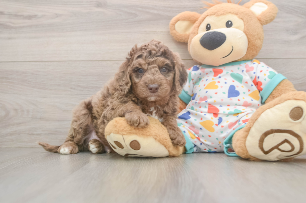 5 week old Mini Goldendoodle Puppy For Sale - Puppy Love PR