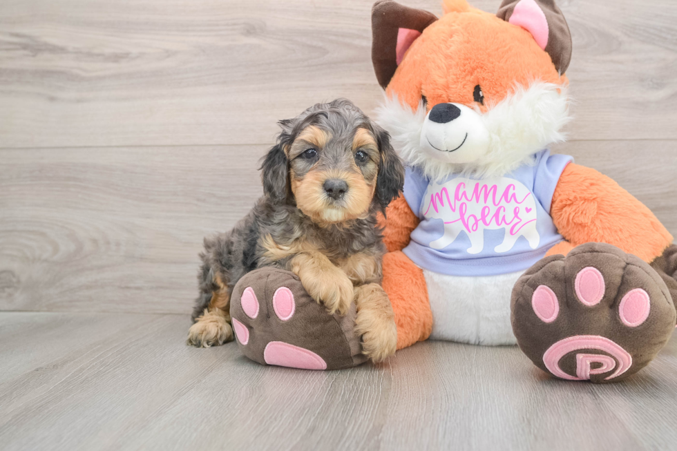 Mini Goldendoodle Pup Being Cute