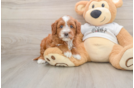 Mini Goldendoodle Pup Being Cute