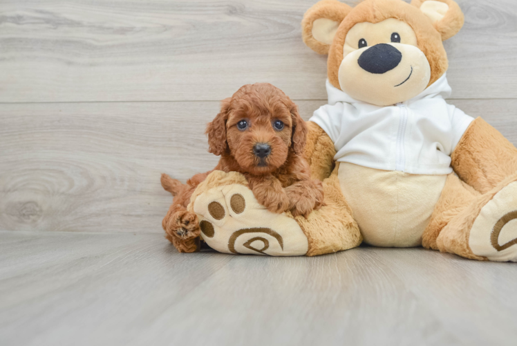 Best Mini Goldendoodle Baby
