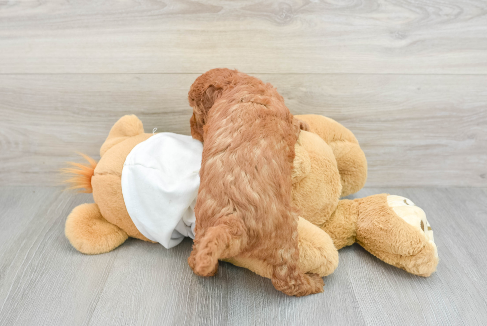 Best Mini Goldendoodle Baby