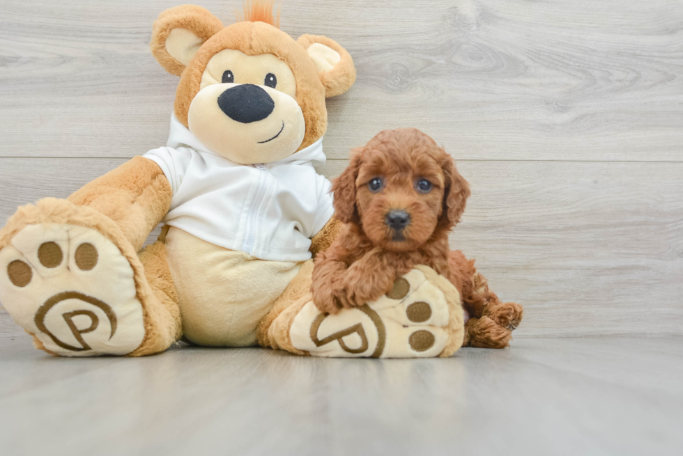 Best Mini Goldendoodle Baby