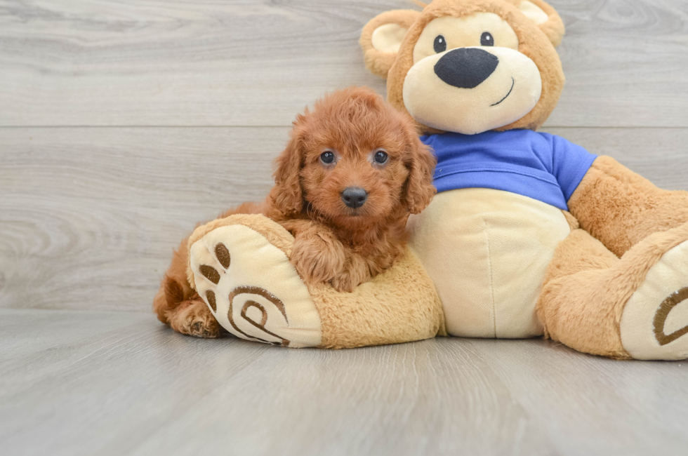 7 week old Mini Goldendoodle Puppy For Sale - Puppy Love PR