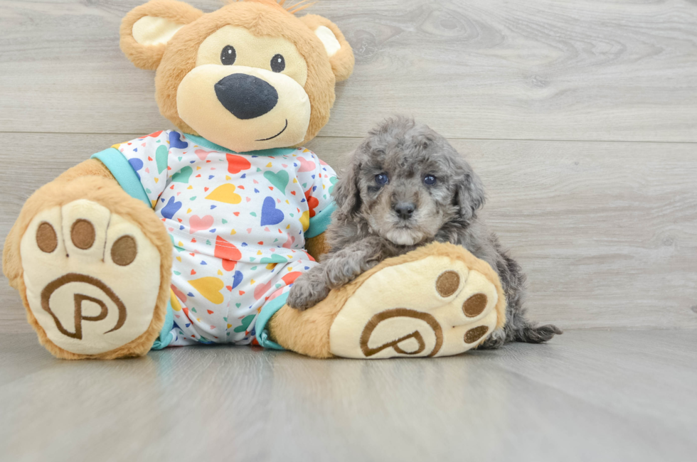 8 week old Mini Goldendoodle Puppy For Sale - Puppy Love PR