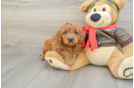 Best Mini Goldendoodle Baby