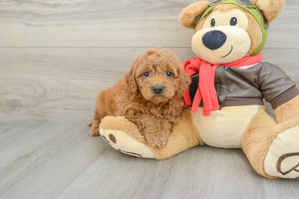 Best Mini Goldendoodle Baby