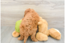Mini Goldendoodle Puppy for Adoption