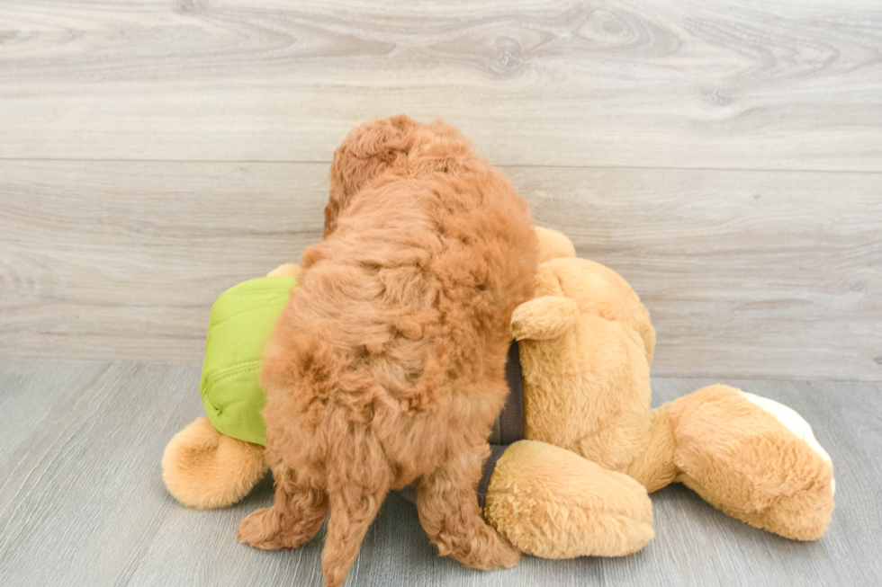 Mini Goldendoodle Puppy for Adoption