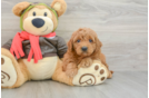 Sweet Mini Goldendoodle Baby