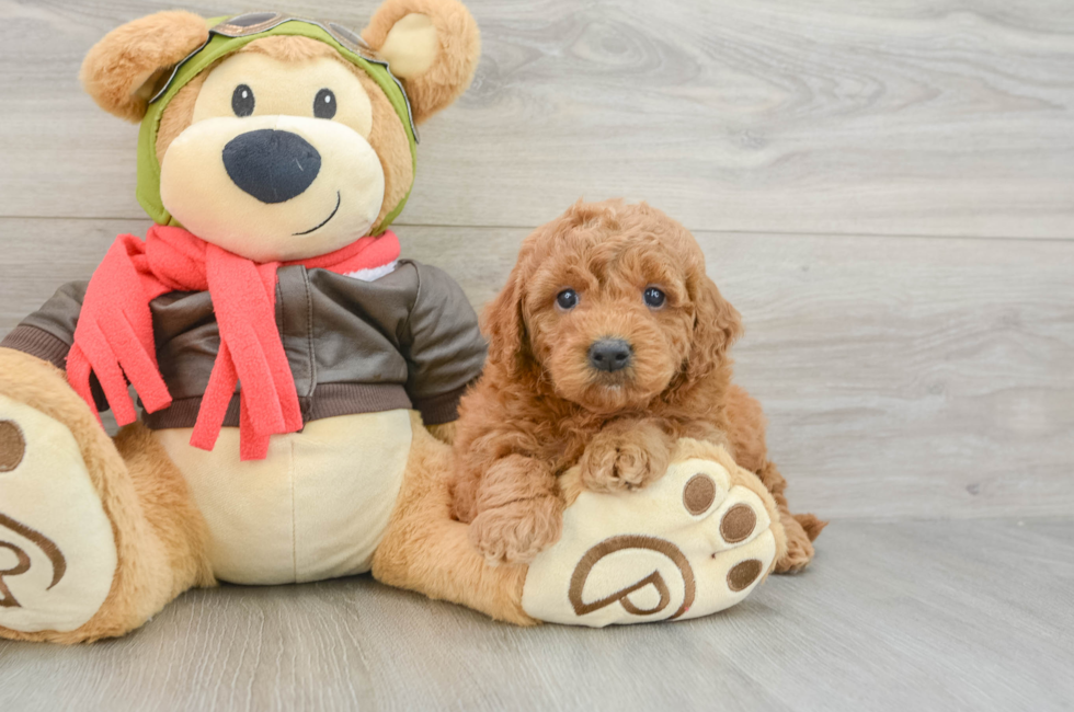 5 week old Mini Goldendoodle Puppy For Sale - Puppy Love PR