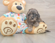 6 week old Mini Goldendoodle Puppy For Sale - Puppy Love PR
