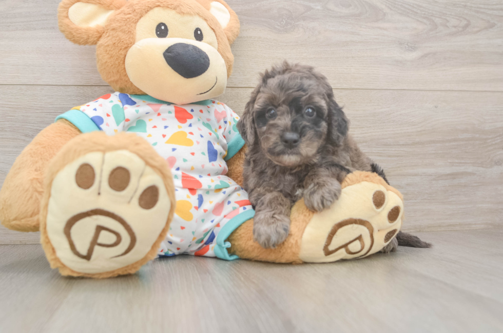 5 week old Mini Goldendoodle Puppy For Sale - Puppy Love PR