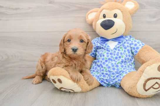 Little Mini Goldenpoo Poodle Mix Puppy
