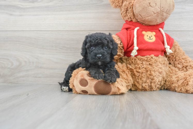 Meet Effie - our Mini Goldendoodle Puppy Photo 1/3 - Puppy Love PR Mini Goldendoodle Puppy for Adoption