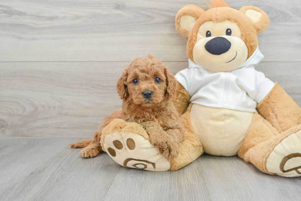 Energetic Golden Doodle Poodle Mix Puppy