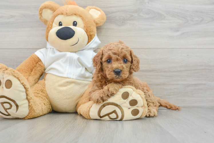 Meet Effie - our Mini Goldendoodle Puppy Photo 1/3 - Puppy Love PR Cute Mini Goldendoodle Baby