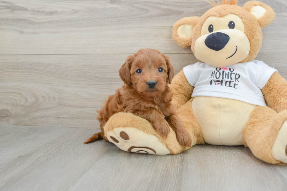 Energetic Golden Doodle Poodle Mix Puppy