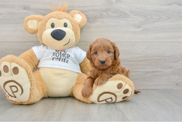 Meet Effie - our Mini Goldendoodle Puppy Photo 1/3 - Puppy Love PR Playful Mini Groodle Poodle Mix Puppy