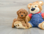 7 week old Mini Goldendoodle Puppy For Sale - Puppy Love PR