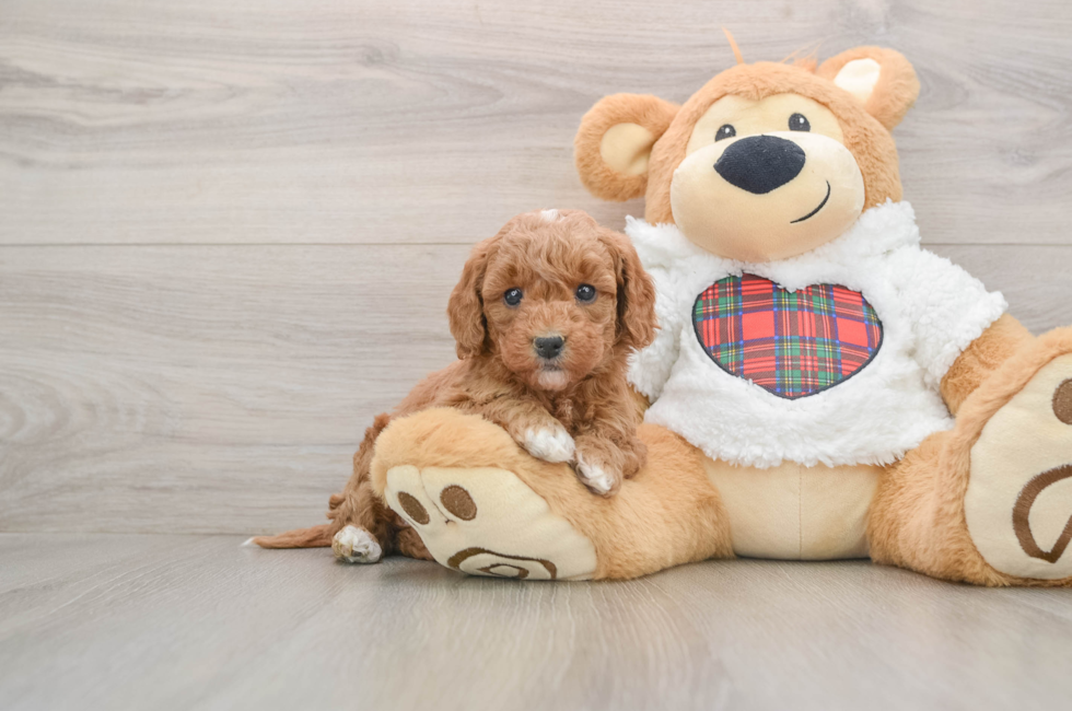 5 week old Mini Goldendoodle Puppy For Sale - Puppy Love PR