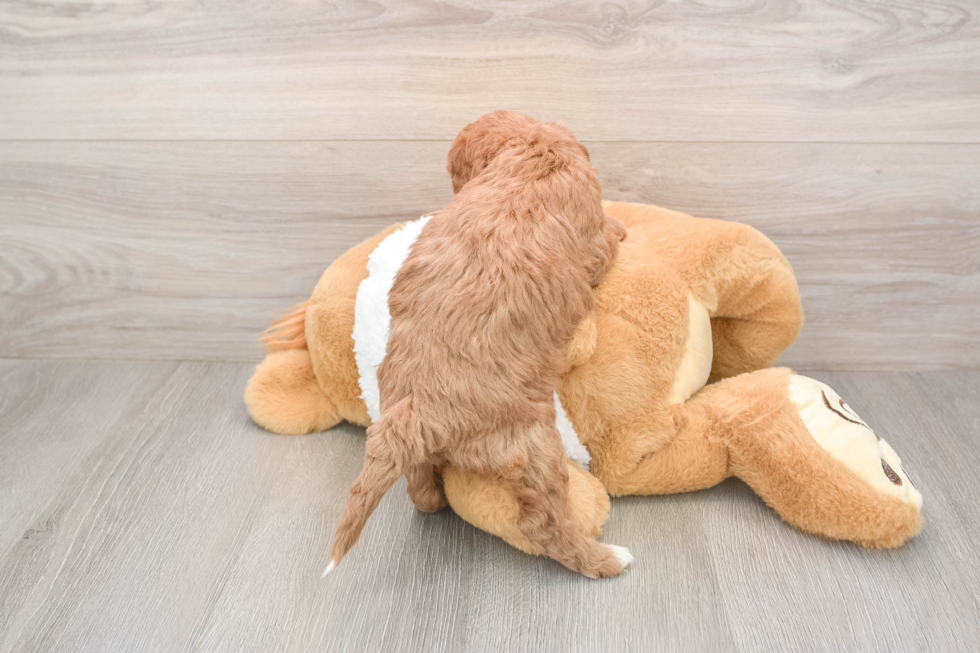 Mini Goldendoodle Pup Being Cute