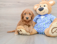 7 week old Mini Goldendoodle Puppy For Sale - Puppy Love PR