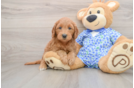 Mini Goldendoodle Pup Being Cute