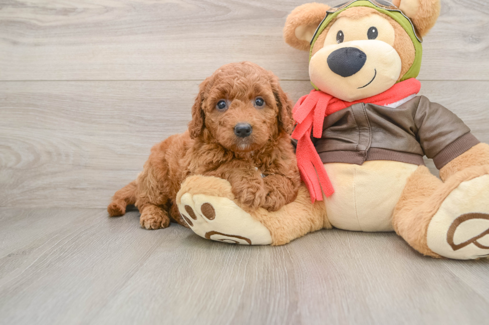 Best Mini Goldendoodle Baby