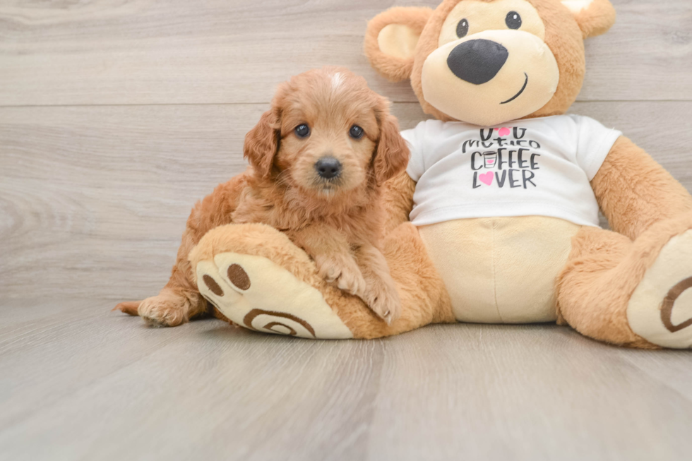 Fluffy Mini Goldendoodle Poodle Mix Pup
