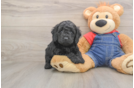 Popular Mini Goldendoodle Poodle Mix Pup