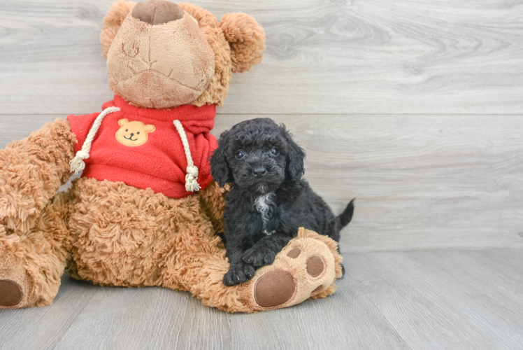 Meet Ego - our Mini Goldendoodle Puppy Photo 1/3 - Puppy Love PR Best Mini Goldendoodle Baby