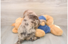 Mini Goldendoodle Pup Being Cute