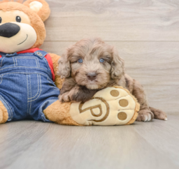 7 week old Mini Goldendoodle Puppy For Sale - Puppy Love PR