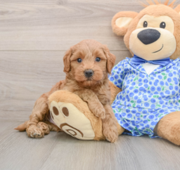 7 week old Mini Goldendoodle Puppy For Sale - Puppy Love PR