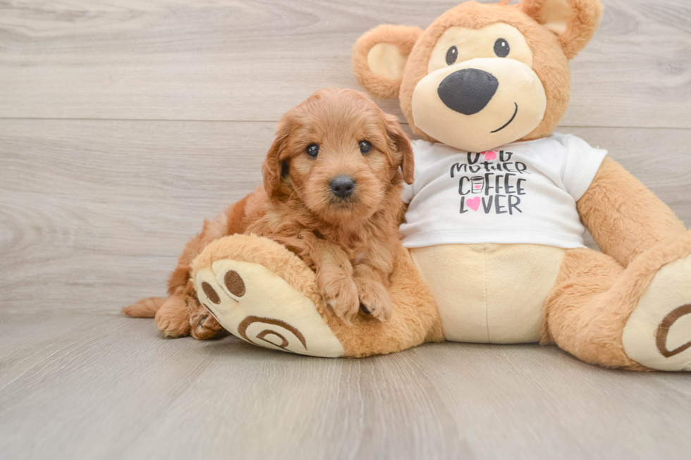 Cute Mini Goldendoodle Baby