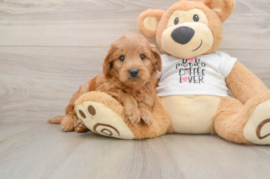Cute Mini Goldendoodle Baby