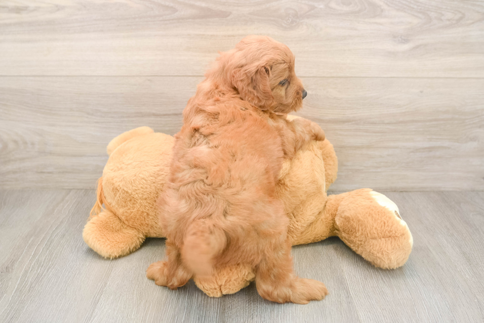Energetic Golden Doodle Poodle Mix Puppy