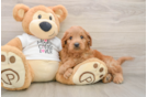 Energetic Golden Doodle Poodle Mix Puppy