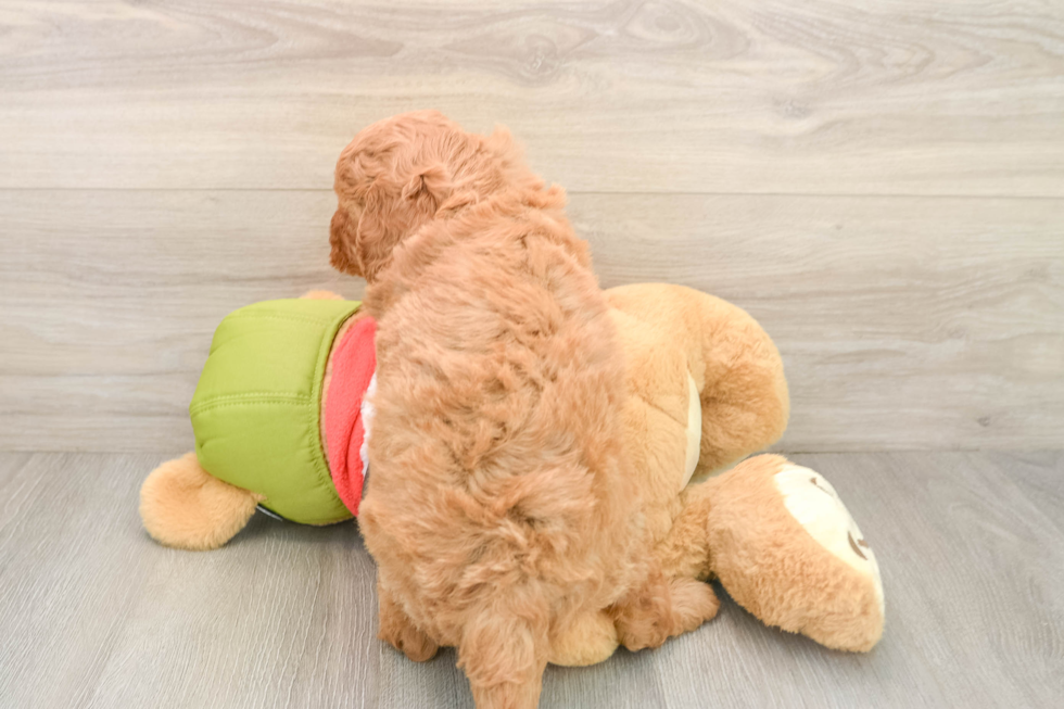 Best Mini Goldendoodle Baby