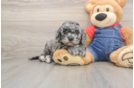 Cute Mini Goldendoodle Baby