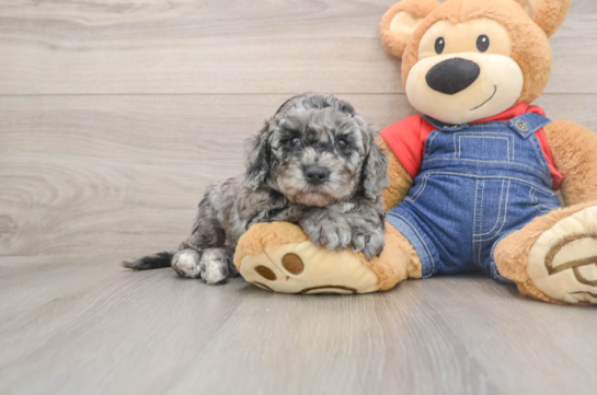 Cute Mini Goldendoodle Baby