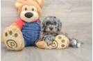 Energetic Golden Doodle Poodle Mix Puppy