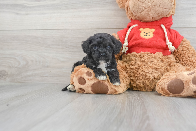 Meet Eiffel - our Mini Goldendoodle Puppy Photo 1/3 - Puppy Love PR Mini Goldendoodle Pup Being Cute