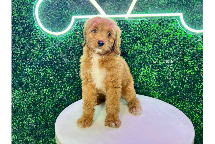Meet Eiffel - our Mini Goldendoodle Puppy Photo 1/4 - Puppy Love PR Mini Goldendoodle Puppy for Adoption