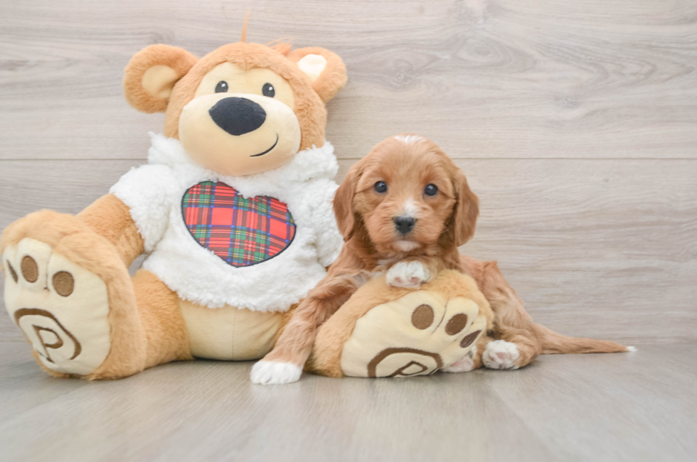 5 week old Mini Goldendoodle Puppy For Sale - Puppy Love PR