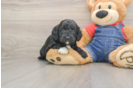 Best Mini Goldendoodle Baby