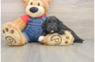 Mini Goldendoodle Pup Being Cute