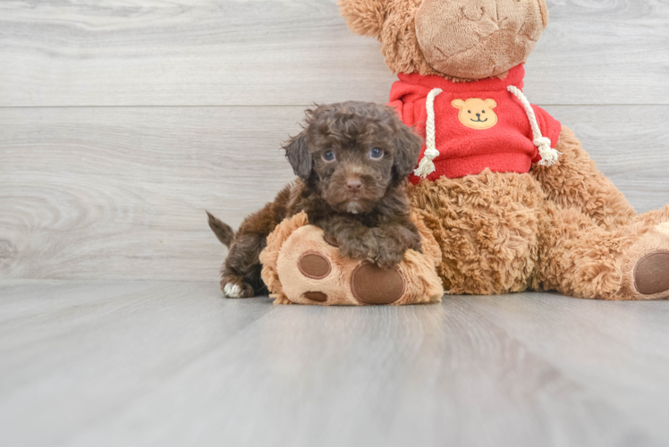 Meet Eli - our Mini Goldendoodle Puppy Photo 1/3 - Puppy Love PR Fluffy Mini Goldendoodle Poodle Mix Pup
